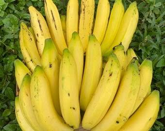 Nendran Banana Plants — Banana sapling available at Agro Nursery Garden